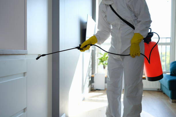 Best Attic Mold Removal  in West Pleasant View, CO