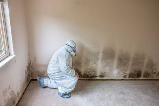 Best Commercial Mold Removal  in West Pleasant View, CO